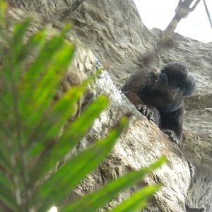 Red-Backed Bearded Saki
