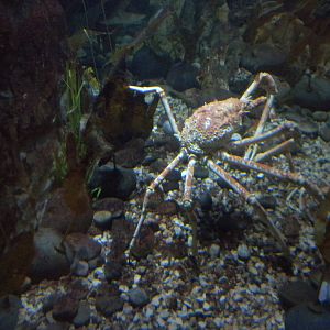 Japanese Spider Crab