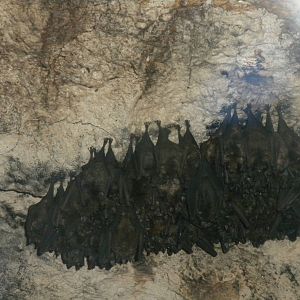 Seba's Short Tailed Bat