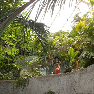 Carribean Flamingo