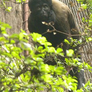 Red-Backed Bearded Saki
