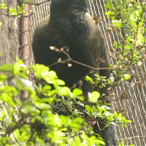 Red-Backed Bearded Saki