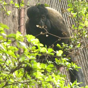 Red-Backed Bearded Saki