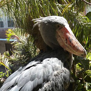 Shoebill