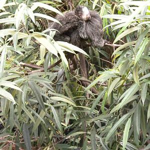 Mom and Baby White-Faced Saki