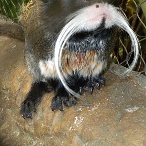 Emperor Tamarin