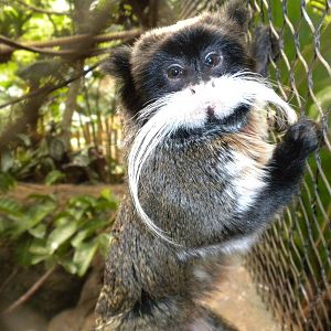 Emperor Tamarin