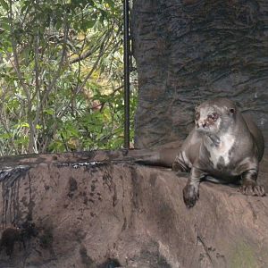 Giant Otter