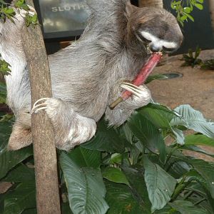 Three-Toed Sloth