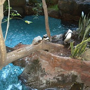 African Penguins