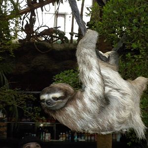 Three-Toed Sloth