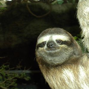Three-Toed Sloth