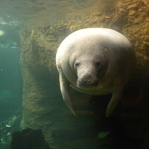 Antillian Manatee