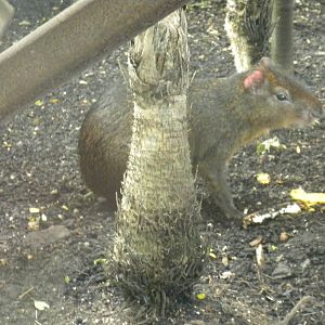 Red-Rumped Agouti
