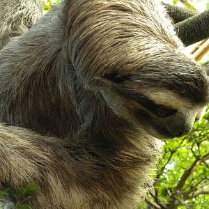Three-Toed Sloth