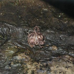 Vampire Bats