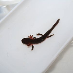 Chinese fire-bellied newt tadpole