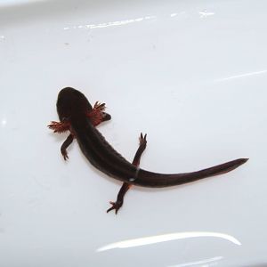 Chinese fire-bellied newt tadpole