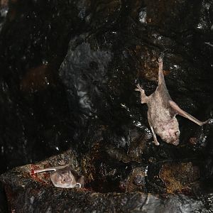 Vampire Bats