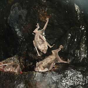 Vampire Bats