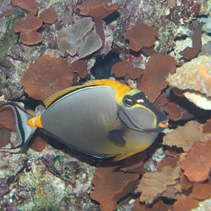 Orange-spine Unicornfish