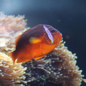 Tomato Clownfish