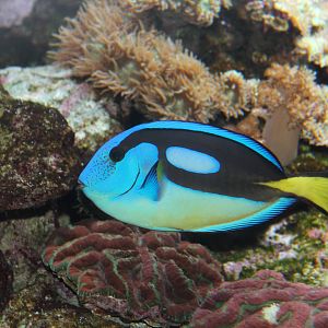 Blue Hippo Tang