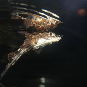 Cannot remember the fishy name