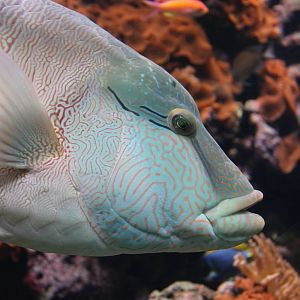 Humphead Wrasse