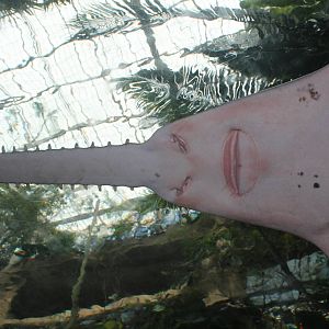 Sawfish
