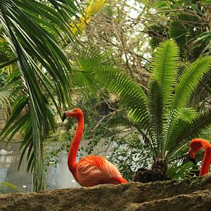 Caribbean Flamingo