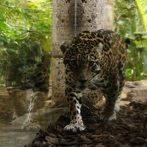 Jaguar