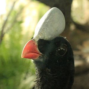 Helmeted Currasow
