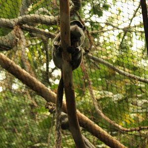 Emperor Tamarin