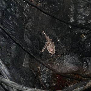 Vampire Bat