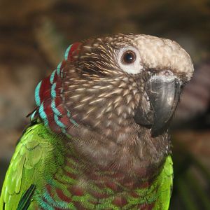 Hawk-Headed Parrot