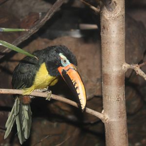 Toucan