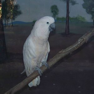 Salmon Crested Cockatoo