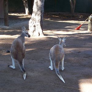 Red Kangaroos