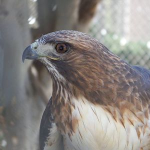 Red Tailed Hawk