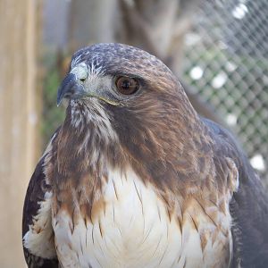 Red Tailed Hawk