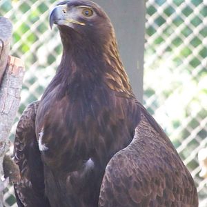 Golden Eagle