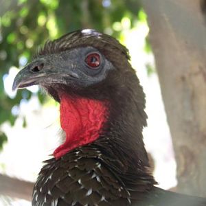 Crested Guan