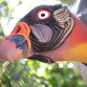 King Vulture