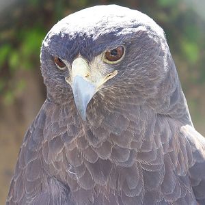 Harris Hawk