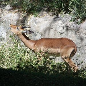 Impala