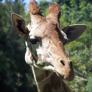 Reticulated Giraffes