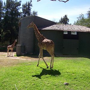 Reticulated Giraffes