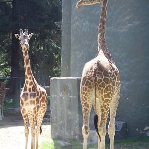 Reticulated Giraffes