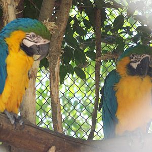 Blue and Yellow Macaws